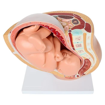 Die menschliche Schwangerschaft die Entwicklung des Fötus der 9. Monat der Embryonalen Becken-Modell Fötus Foetus Schwangerschaft Anatomie Der Plazenta-Modell