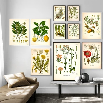Retro-pflanze-Wand-Kunst-Deco-Plakate und Drucke von Koehler ' s medicinal-pflanze öl Malerei Flur Wohnzimmer home decor